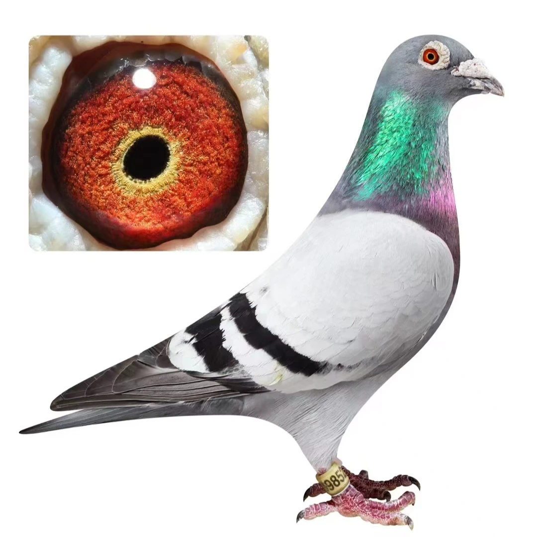 信鸽 成绩鸽 种鸽 足环