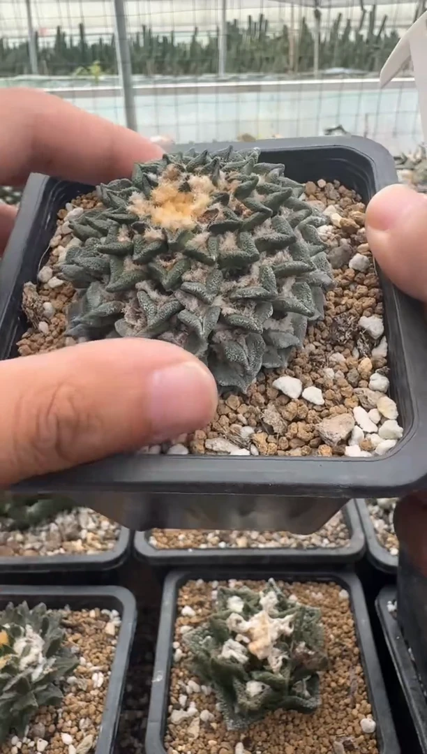 12号链接 姬牡丹杂 6.2公分 萝卜根