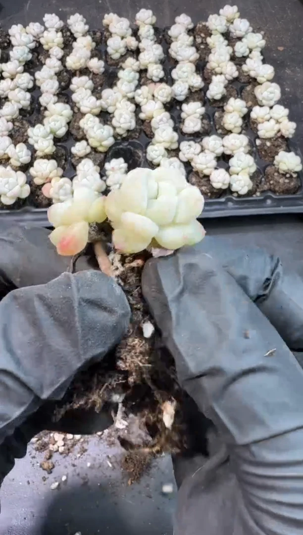 【闪购商品】10号到手（6）棵--江北多肉