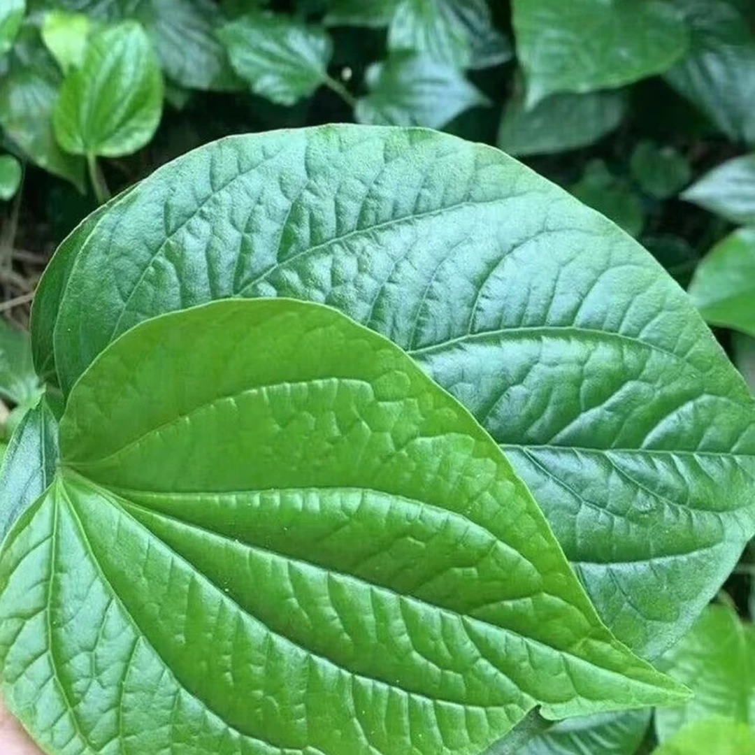 【送果子】空运海南特色新鲜现摘叶子独立真空包装顺丰