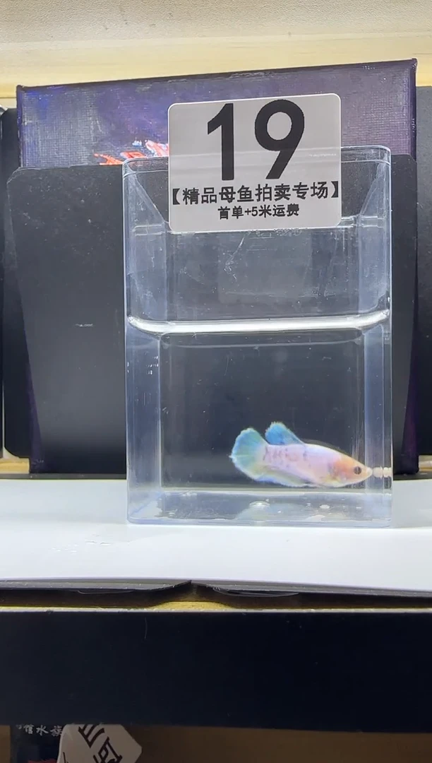斗鱼母鱼编号：19