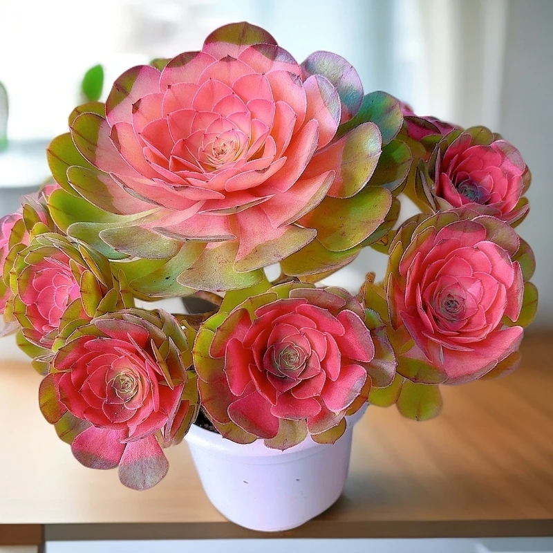 三岁家 倾城法师玫瑰（脱土）多肉盆栽 多肉植物