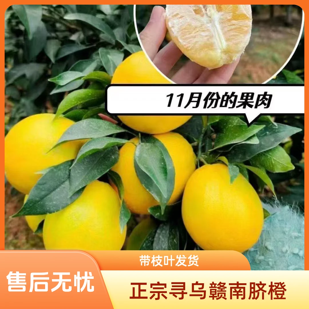 正宗江西寻乌赣南脐橙原产地带枝叶发货新鲜采摘略带青头头茬鲜果