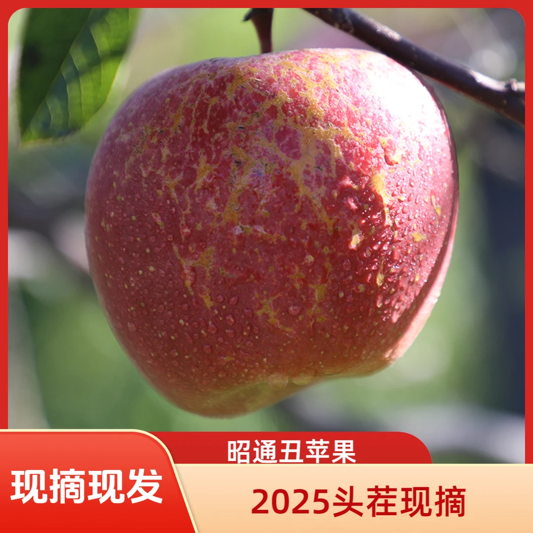 【昭通苹果】2025新鲜现摘昭通丑苹果新鲜当季水果含蜜香果香浓郁