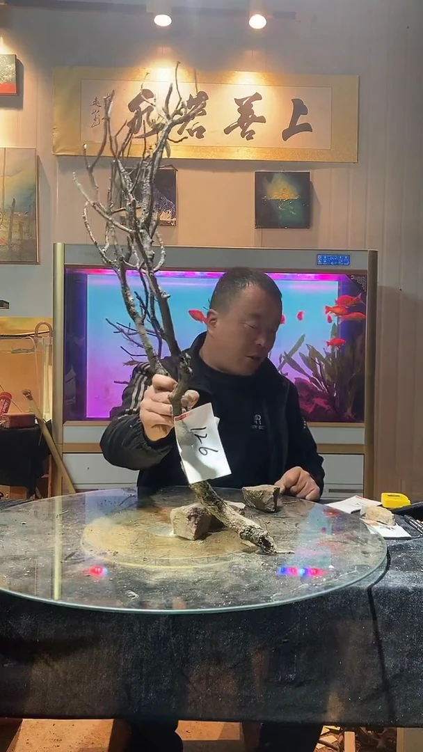 126号天然黄栎木适合80-100缸