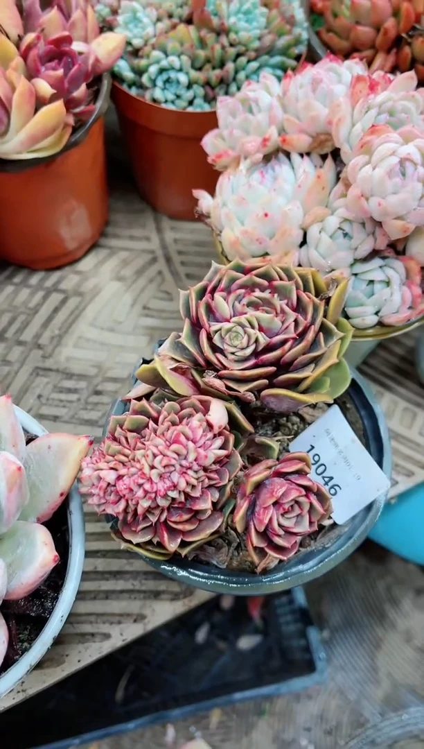 【闪购商品】19046多肉