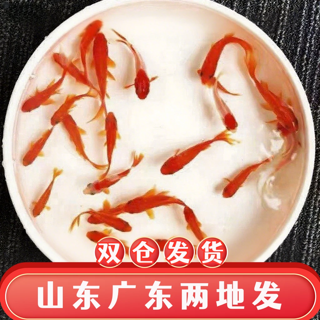 【4-7厘米33条】烈焰红草金鱼精品金鱼观赏鱼超萌好物冷水好养耐活