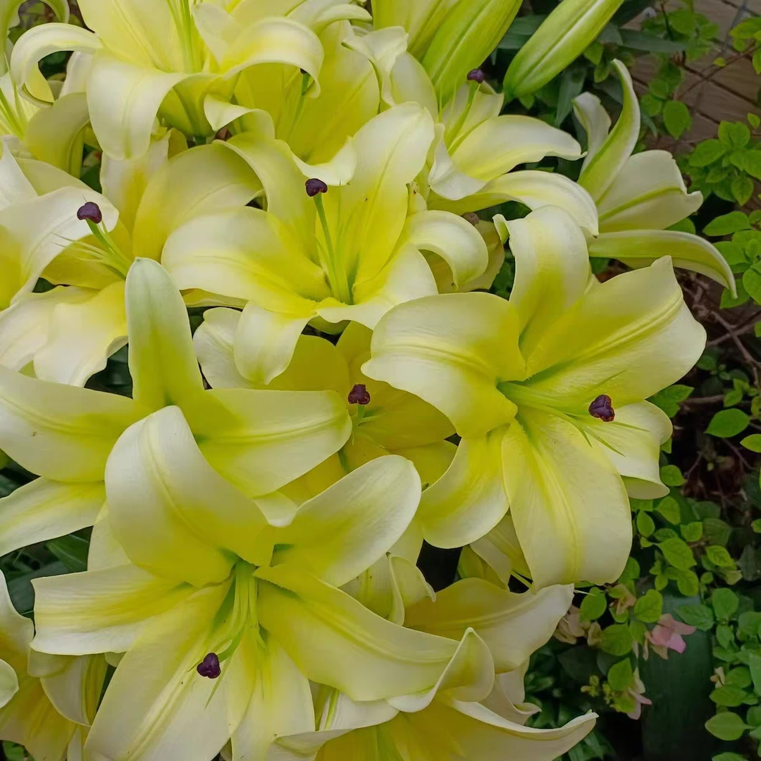 【黄天霸-木门】25/27单瓣百合花种浓香百合庭院阳台花球