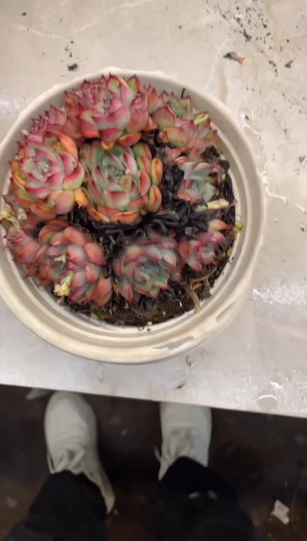 【闪购商品】149荷花