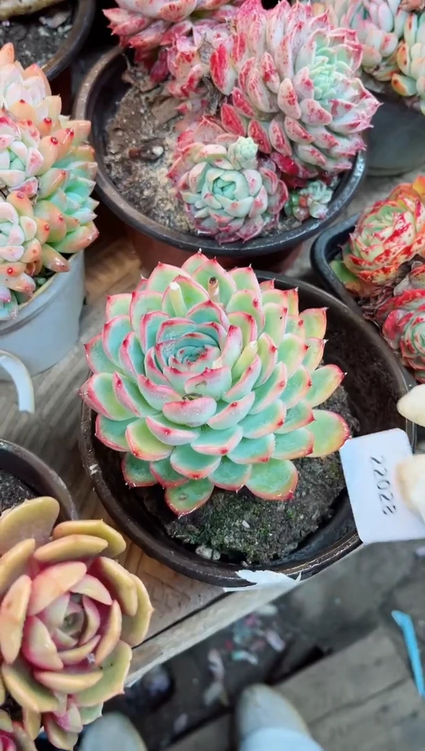 【闪购商品】22028