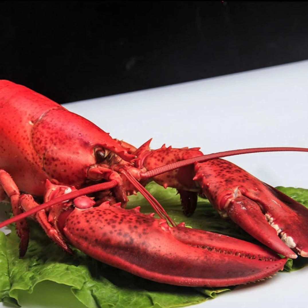 【琳琳爱生活】熟冻波士顿龙虾新鲜熟冻龙虾450-500g一只