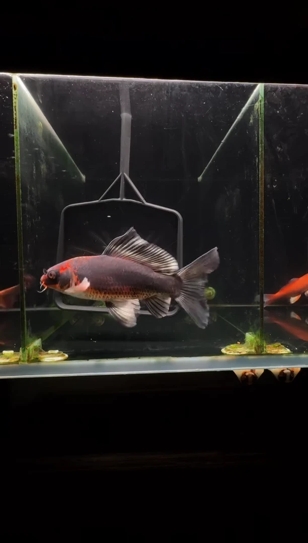 蝴蝶鲤鱼空**也熊猫蝴蝶鲤