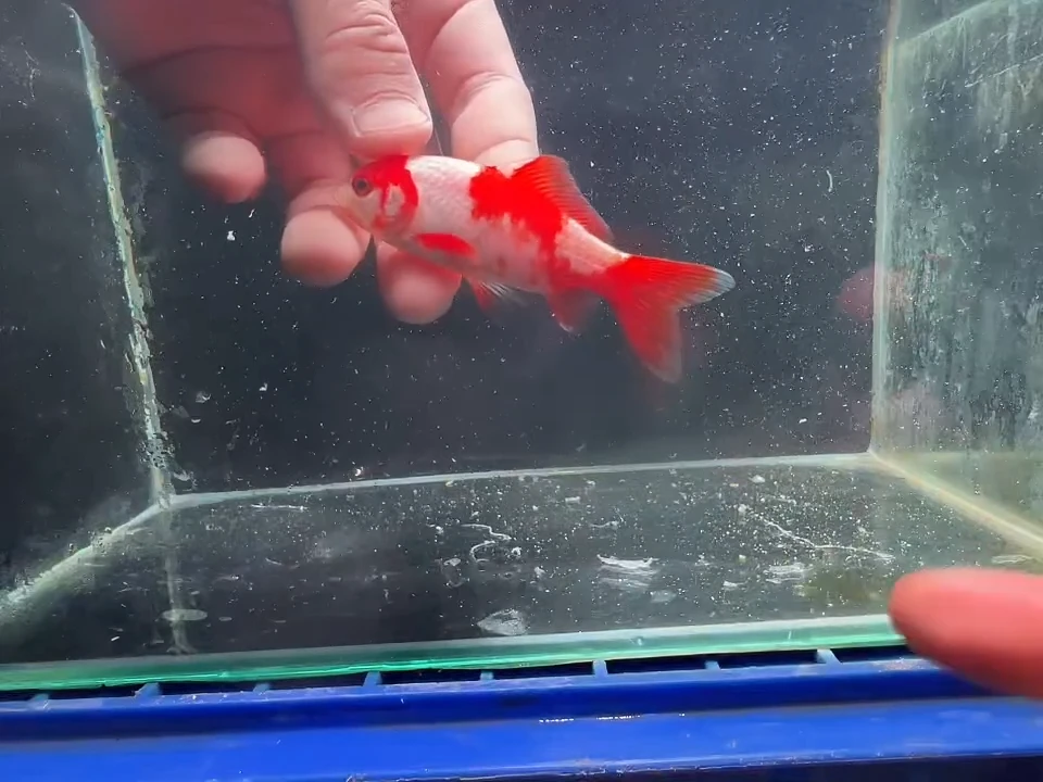 金鱼短尾草金专拍链接141