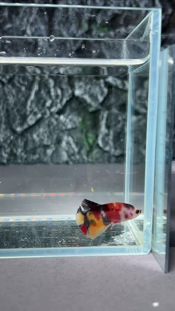 斗鱼竞拍链接A077