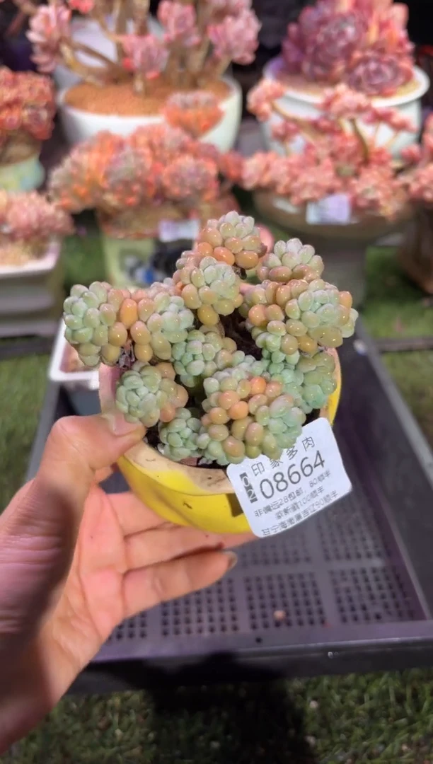 【闪购商品】08664脱土带盆