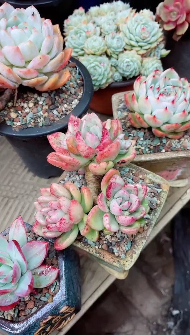 【闪购商品】15046