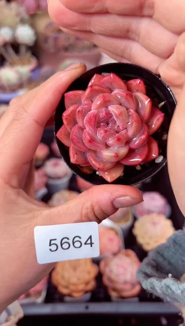 【闪购商品】5664单头多肉