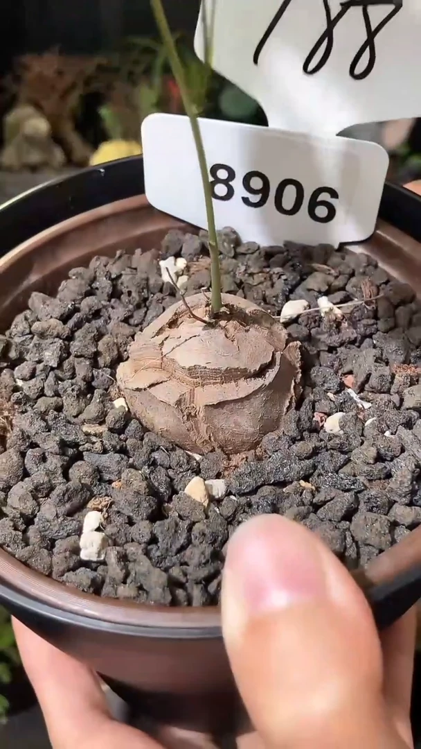 号1022甄选单颗南非龟甲龙