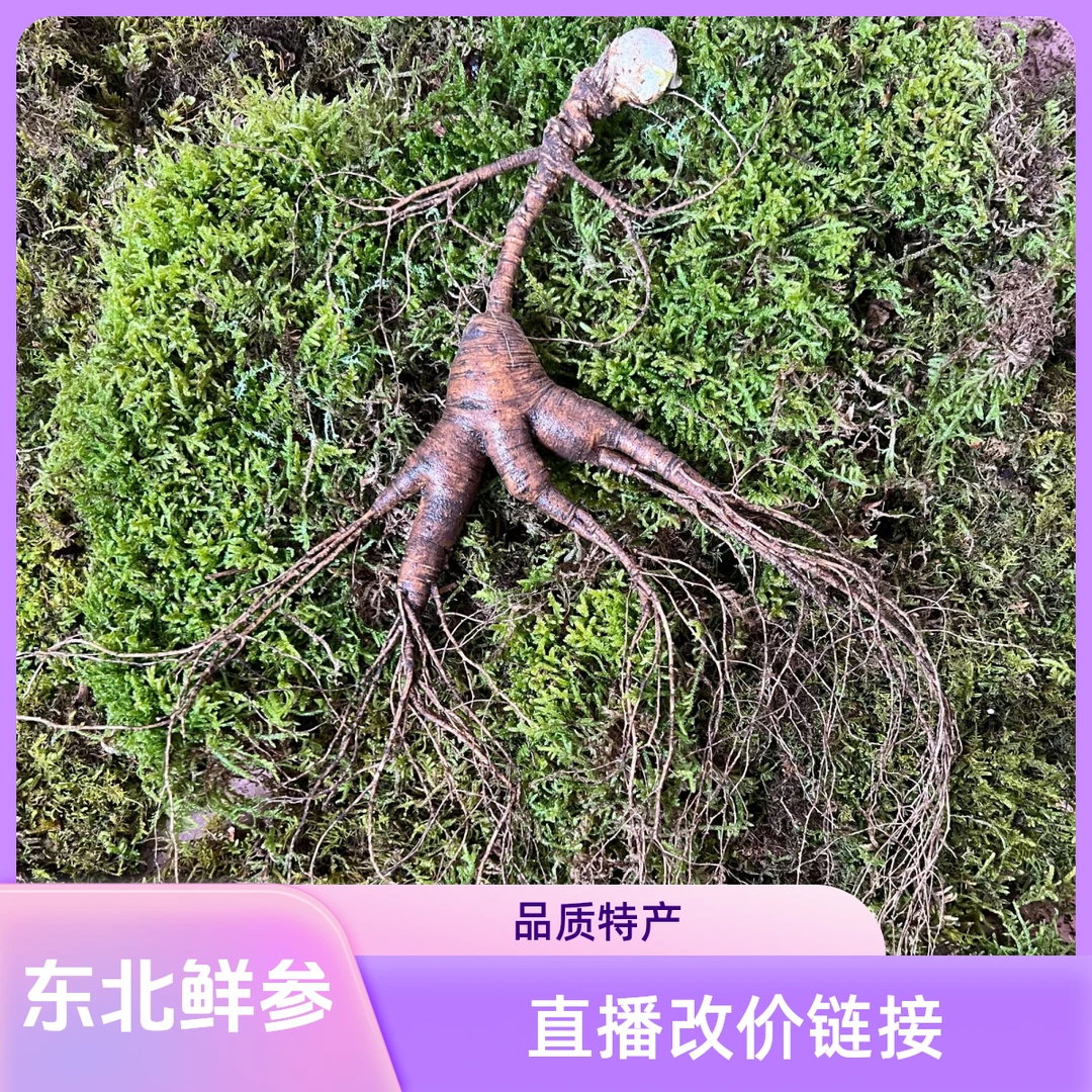 东北特产 鲜林下参 直播改价链接