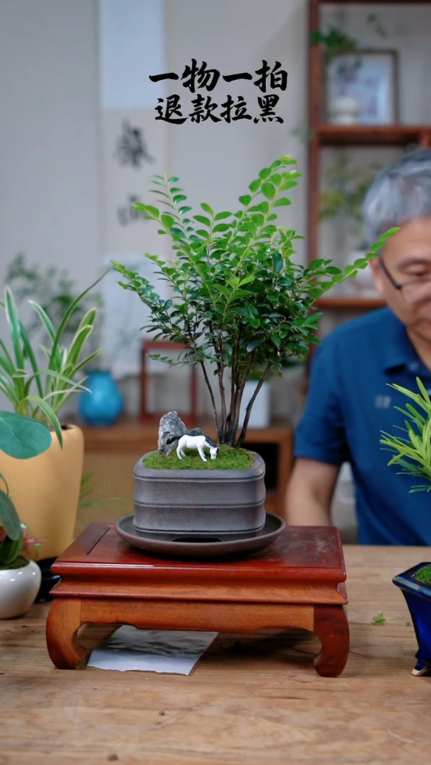 完全开放程*紫檀344