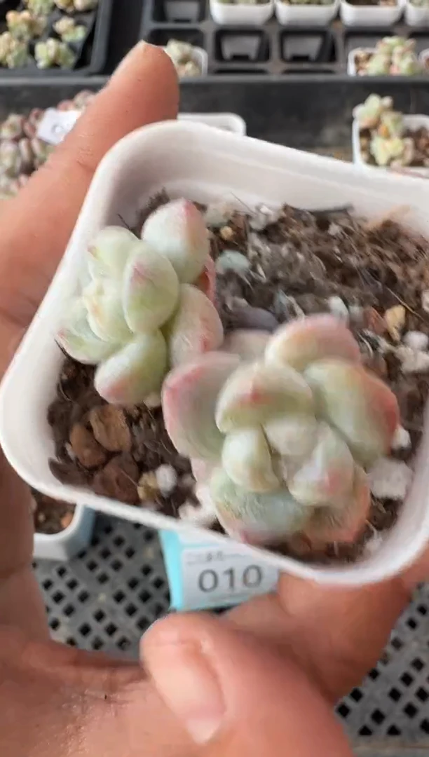 04号江北多肉-到手一棵