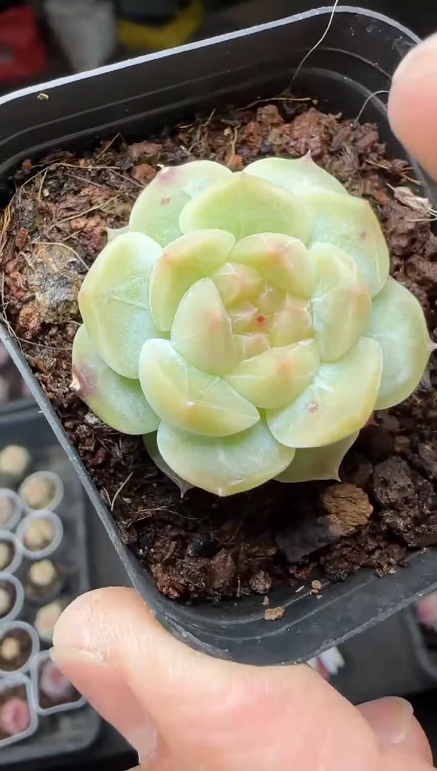 【闪购商品】一物一拍0217—8