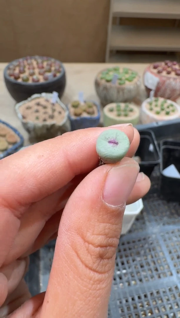 17-78多肉植物肉锥