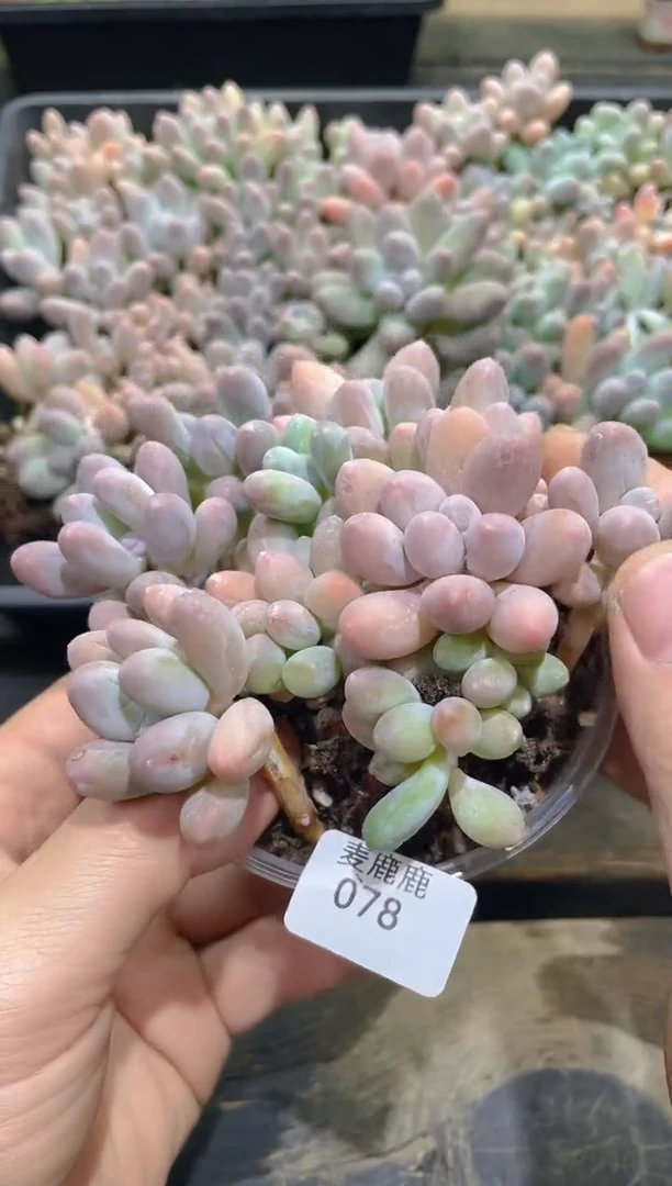 078汤圆      量拍