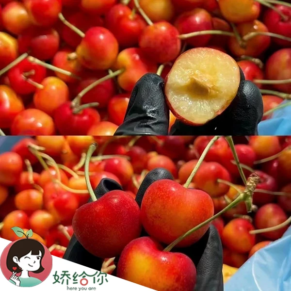 【顺丰】智利海运IFG ~Six 车轱辘黄车3J 原箱4.4斤内附果径卡