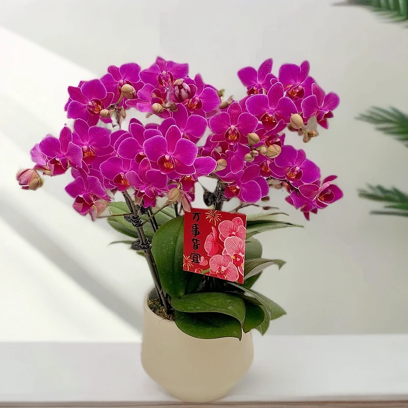 蝴蝶兰【小红梅】花期巨长新手推荐 好养耐养乔迁送礼广西基地直发