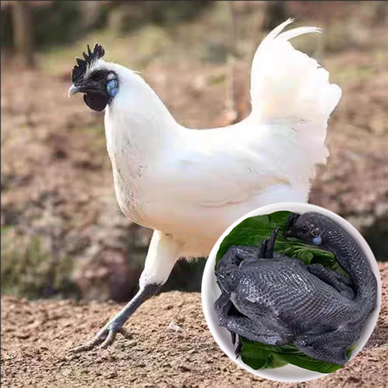 买五送一蓝耳江山白农家散养散放现选现杀肉质紧实味鲜美坏单包赔