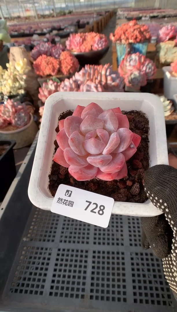 728梦露一物一拍