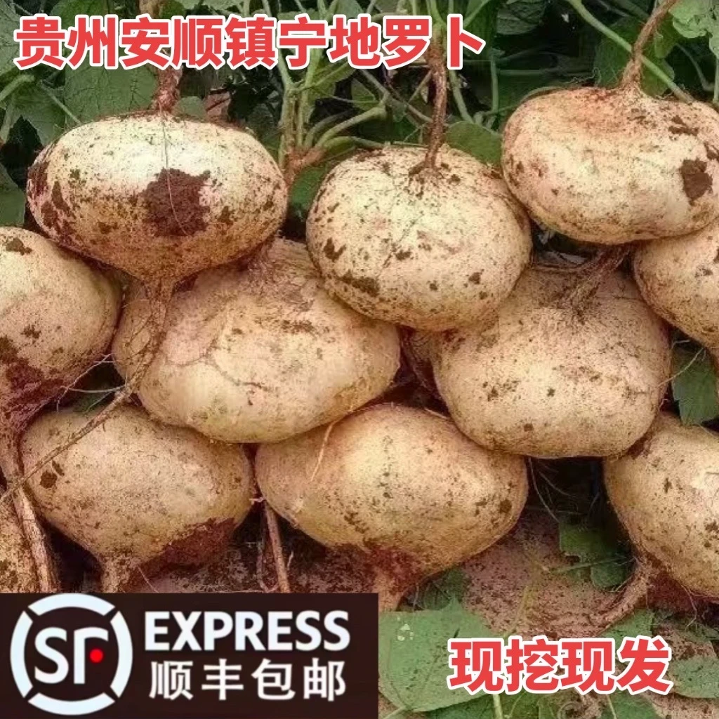 顺丰包邮贵州安顺镇宁地罗卜新鲜沙土种植脆甜地瓜凉薯现挖水果12