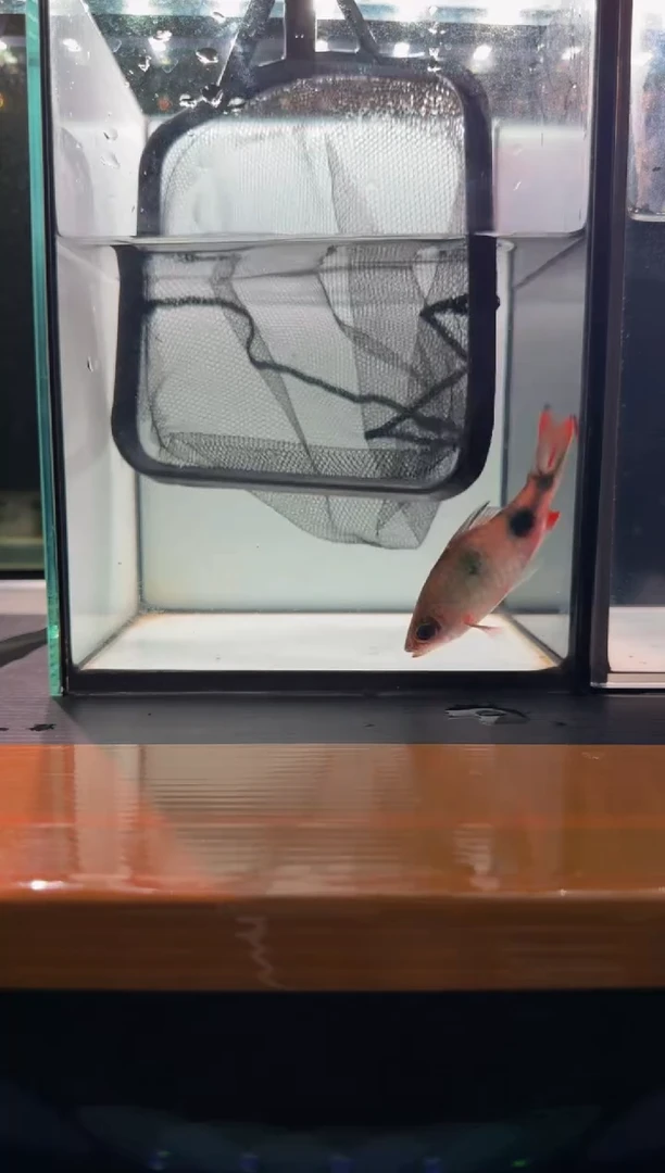 海水鱼叹斑11111