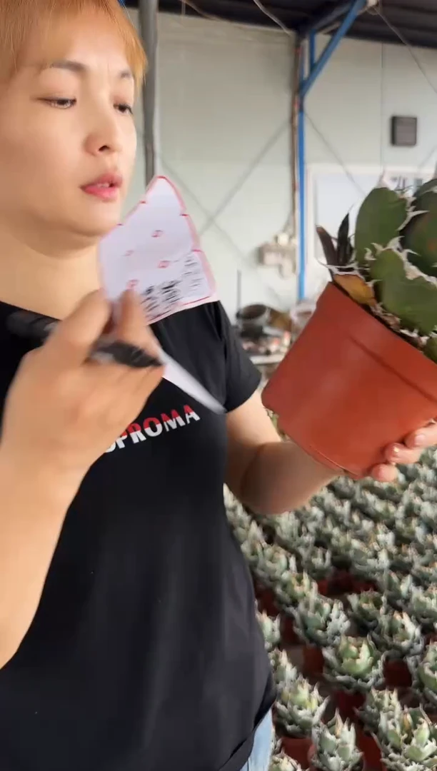 【闪购商品】正版白鲸222