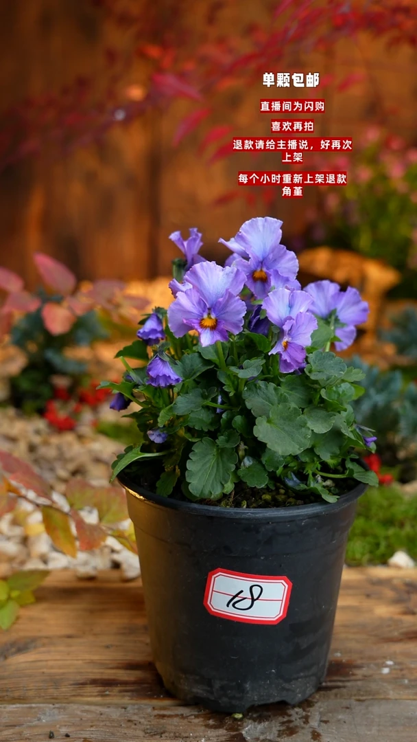 全部花朵晴**好00000018