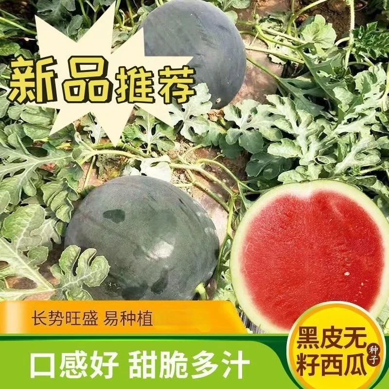 懒汉巨型黑龙无籽西瓜种子特大高产早熟薄皮四季种植黑皮西瓜种子