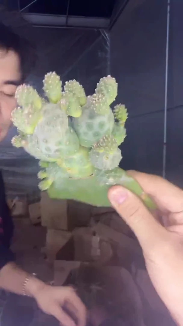 7-15头 习志野【无根】