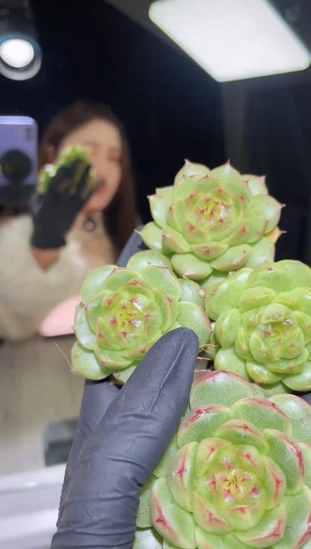 闪购1899  y-11多肉一颗