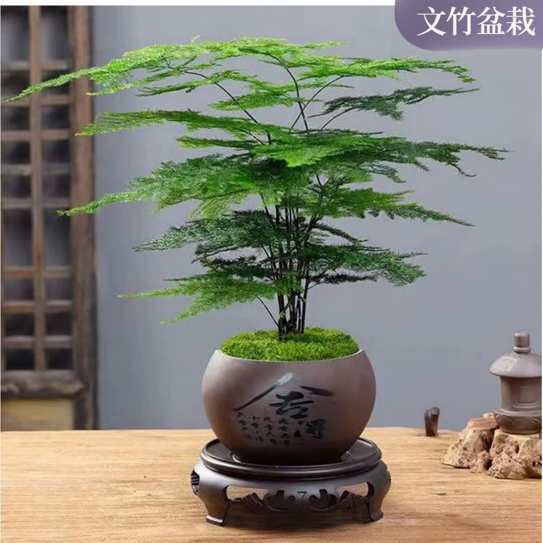 文竹绿植盆栽室内办公室书房室内植物四季常青好养活盆景