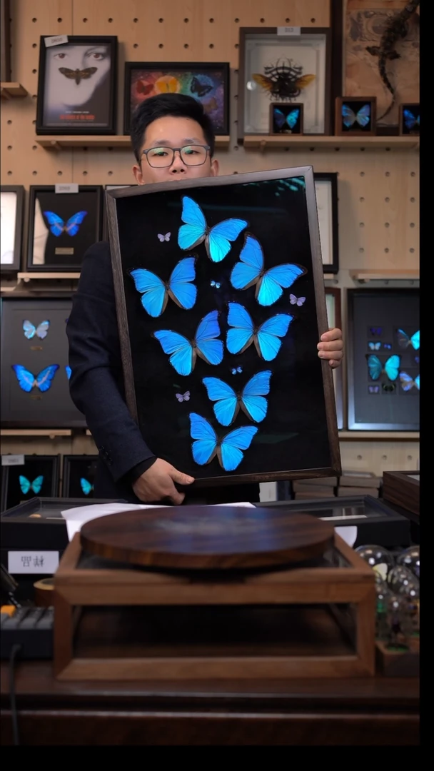 七只大蓝闪蝶组合全品