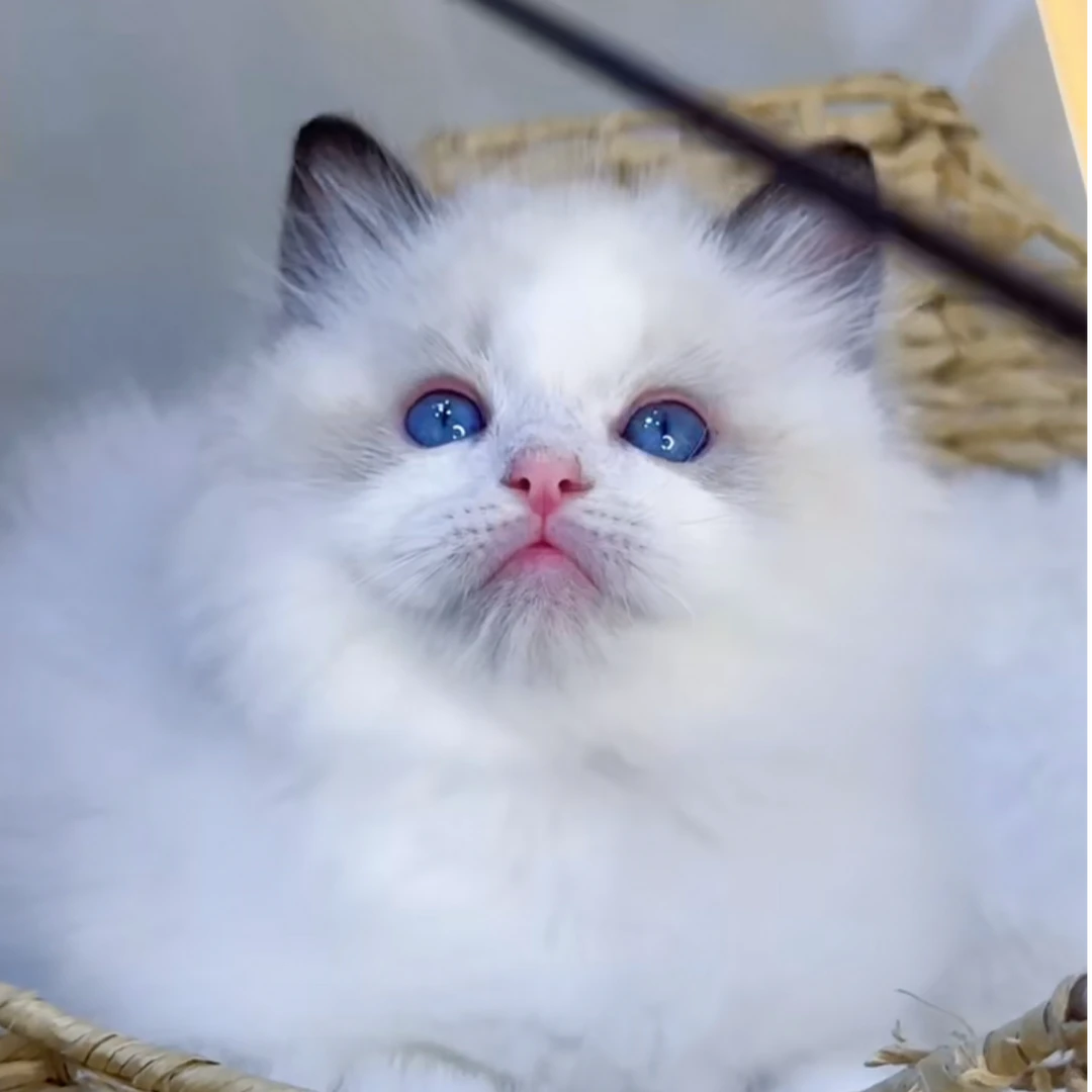 （全品种宠物猫咪）布偶，金渐层，银渐层，蓝猫等