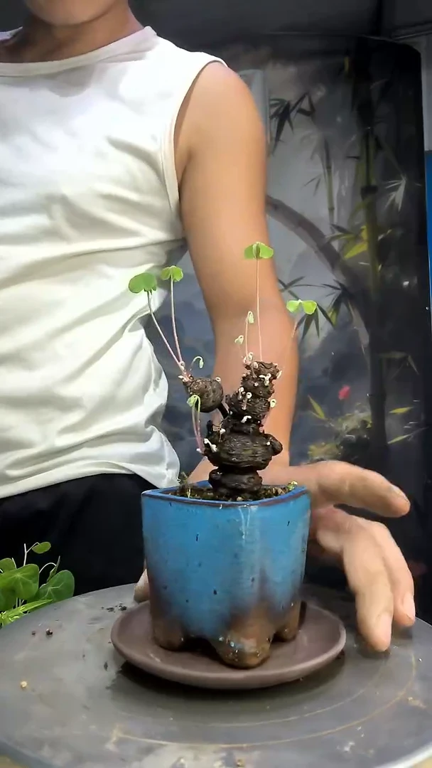 忘****你中青园艺一物一拍32