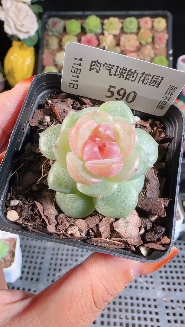 1111-590bl-4（群生不包整）