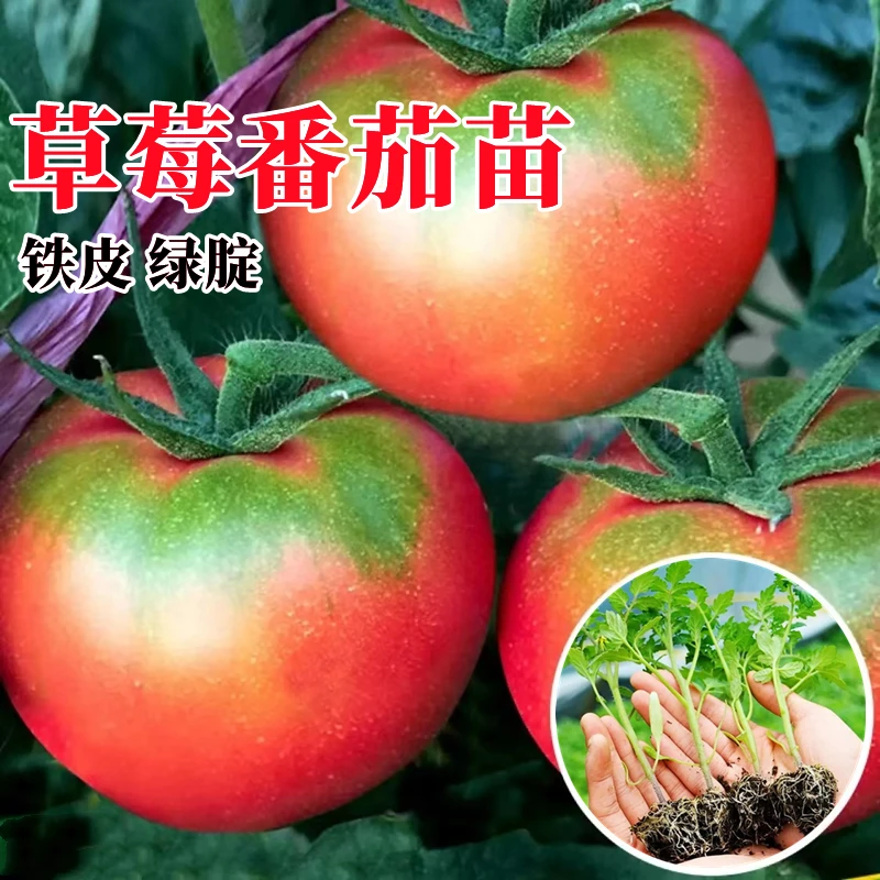 铁皮草莓西红柿苗番茄苗秧苗绿腚柿子千禧圣女果种正宗草莓柿子苗