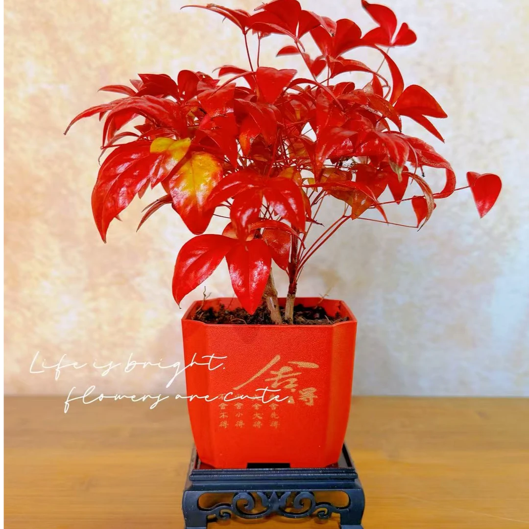火焰南天竹年宵花小盆栽盆景好养易活耐寒绿植书房茶桌客厅办公室