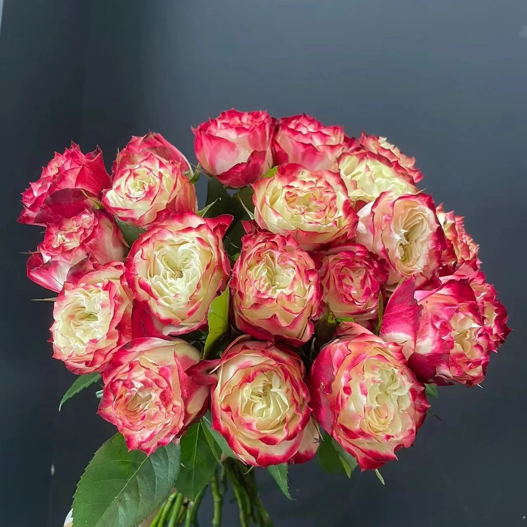 苹果杰克，单头玫瑰，1单冷链包邮，2单升级京东或者顺丰，远的发德邦