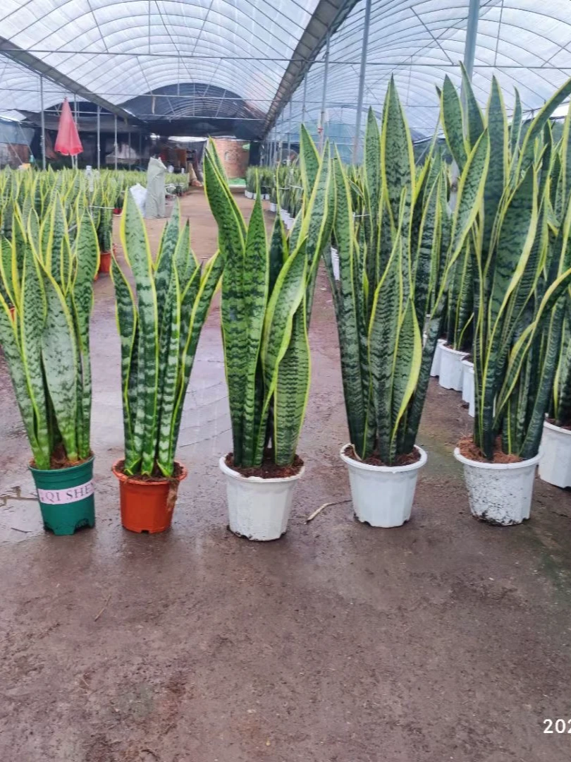 高脚金边虎皮兰盆栽大型室内绿植可吸甲醛四季好养活