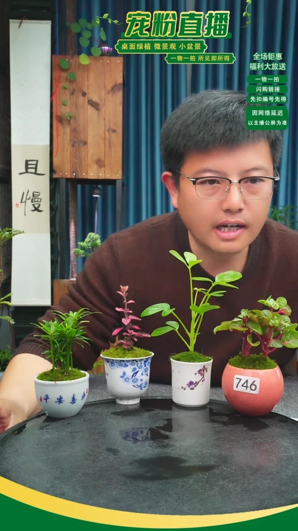 无花朵明*妈苔藓微景观746号