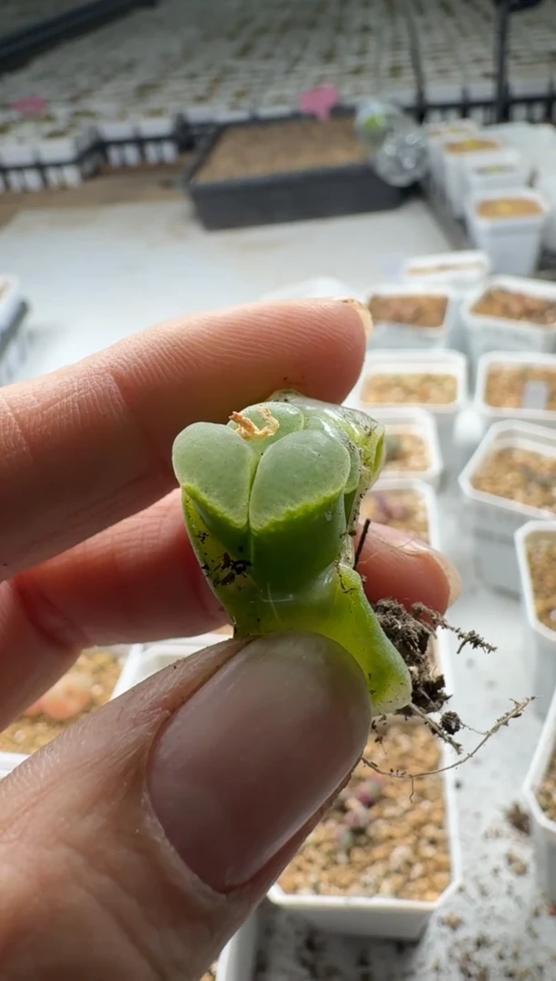 【闪购商品】5-202